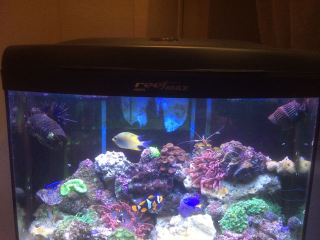 reefmax