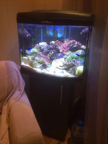 reef6