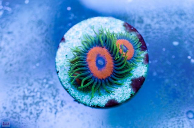 Zoanthus Sp8
