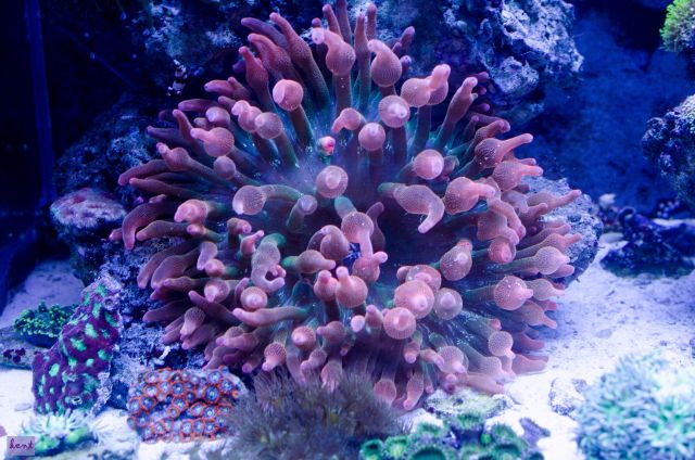 Entacmaea quadricolor