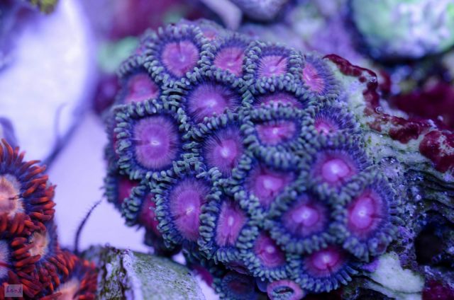Zoanthus Sp9