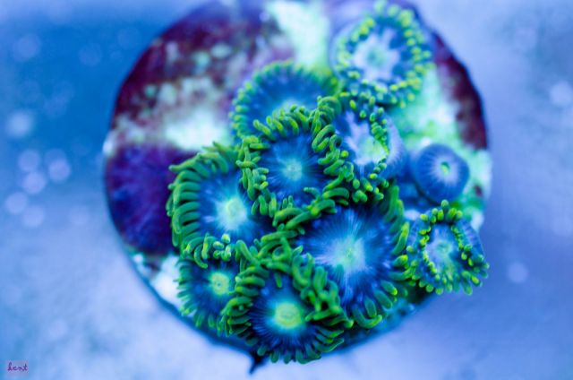 Zoanthus sp15