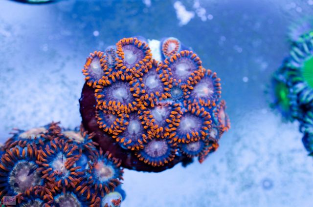 Zoanthus Sp2