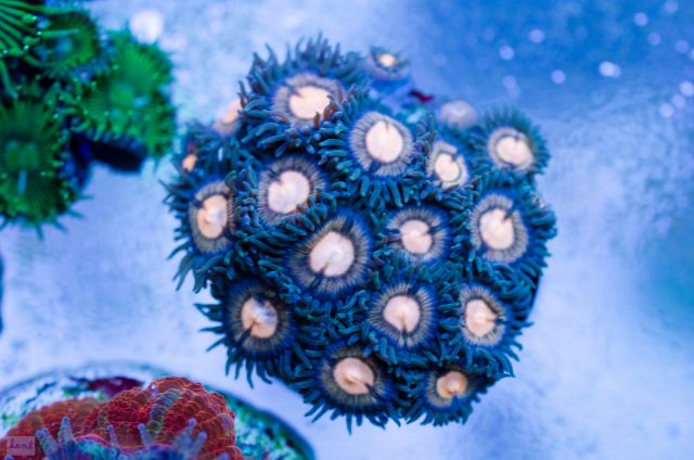 Zoanthus Sp5