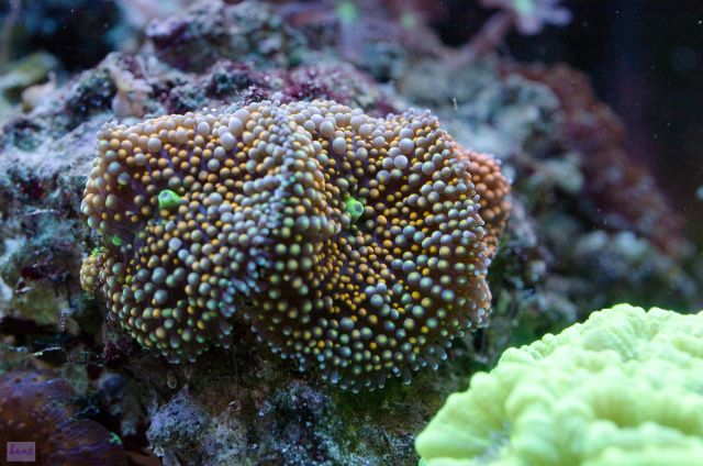 Ricordea florida multicolor