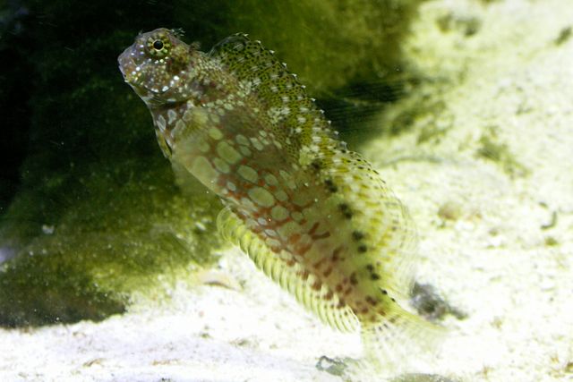 Salarias fasciatus