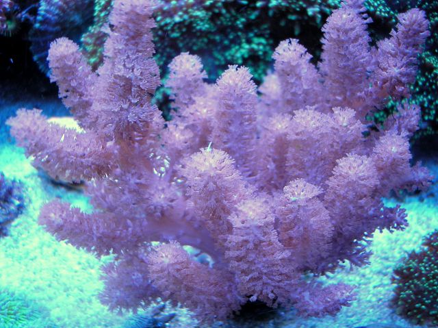 Alcyonium Spp