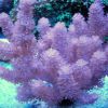 Alcyonium Spp