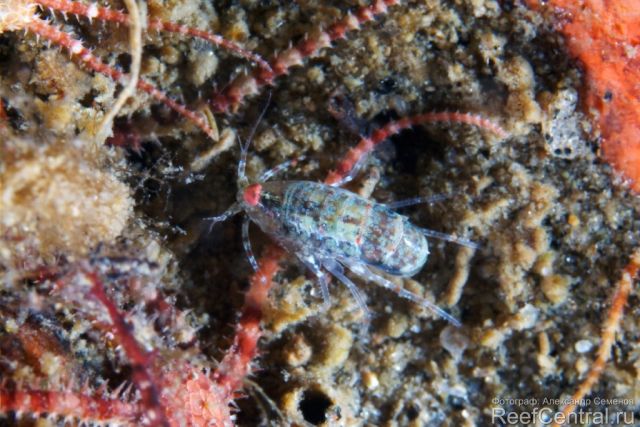 Unknown amphipod 8