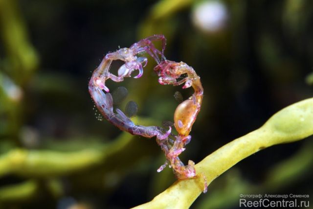 Caprella septentrionalis 21