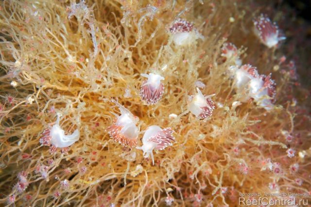 Coryphella verrucosa feeding On Ectopleura