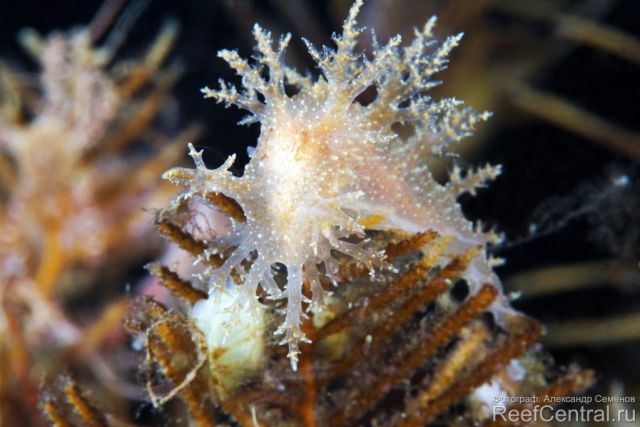 Dendronotus frondosus 02