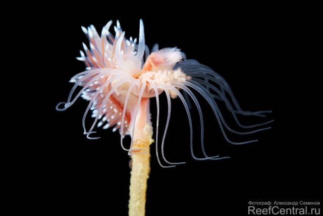 Tubularia indivisa And Coryphella polaris X1