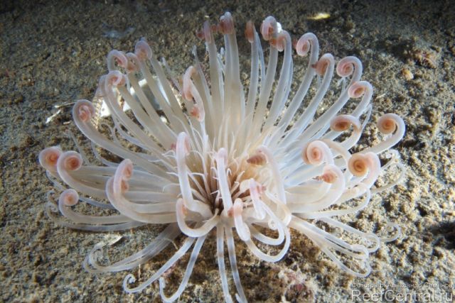 Cerianthus lloydi 2
