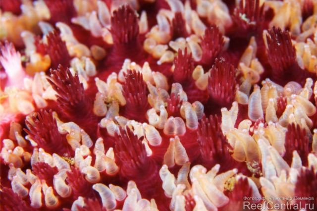 Crossaster papposus 7