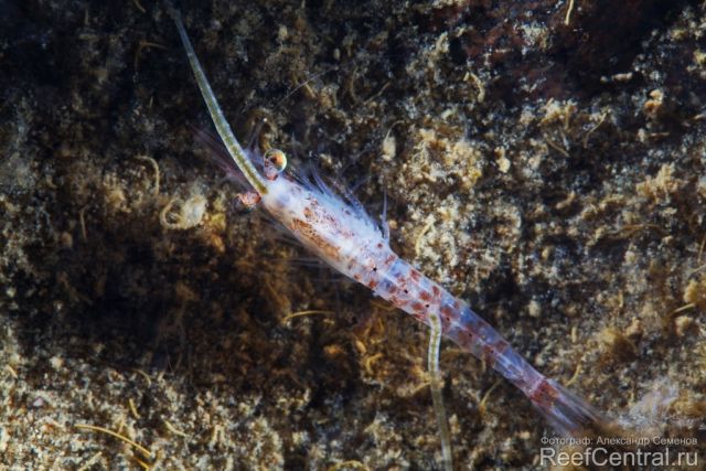 Mysis oculata 2