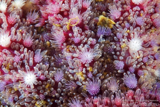 Crossaster papposus 11
