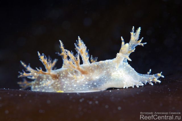Dendronotus frondosus 25