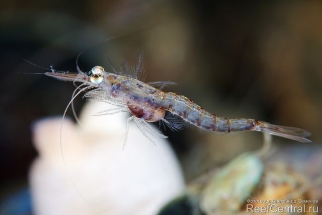 Mysis oculata 02