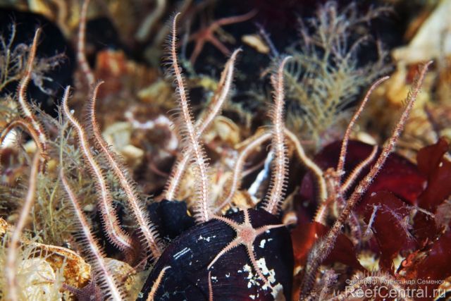 Ophiopholis aculeata 3