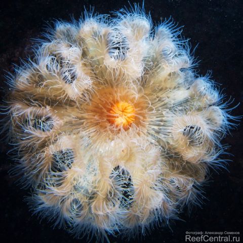 Metridium senile 18