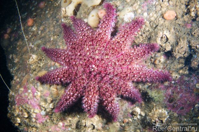 Crossaster papposus 5
