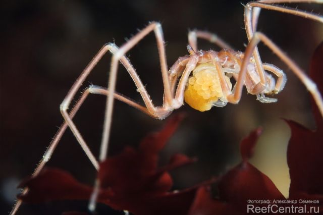 Nymphon grossipes 2 W eggs
