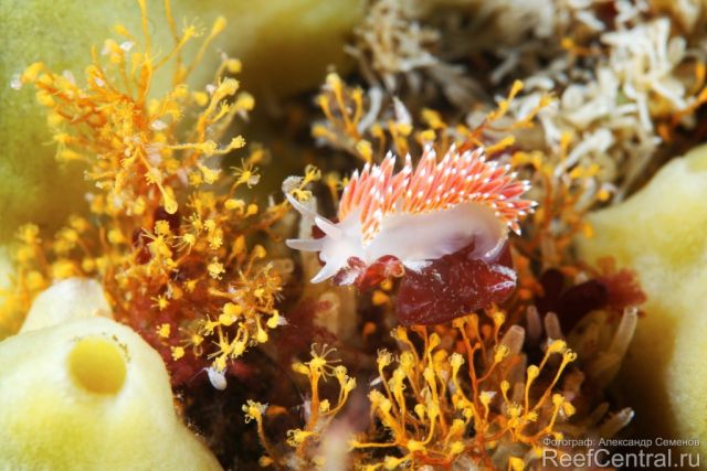 Coryphella verrucosa X1