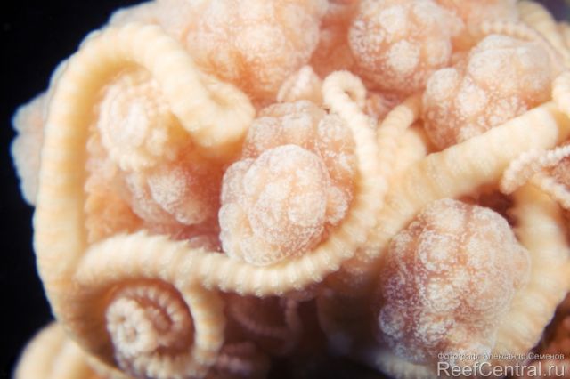 Gorgonocephalus arcticus 4