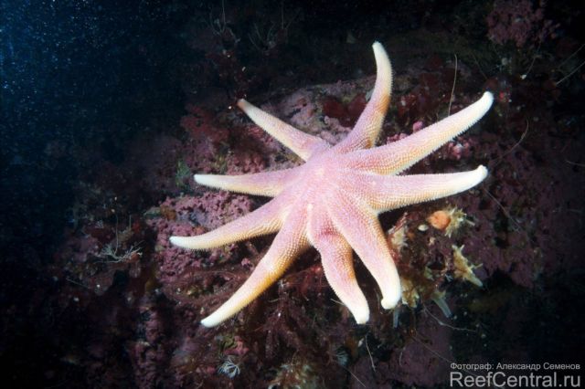 Solaster endeca 1