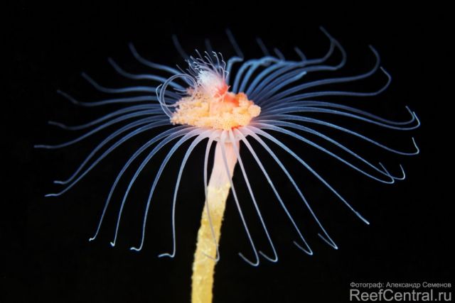 Tubularia indivisa Z1