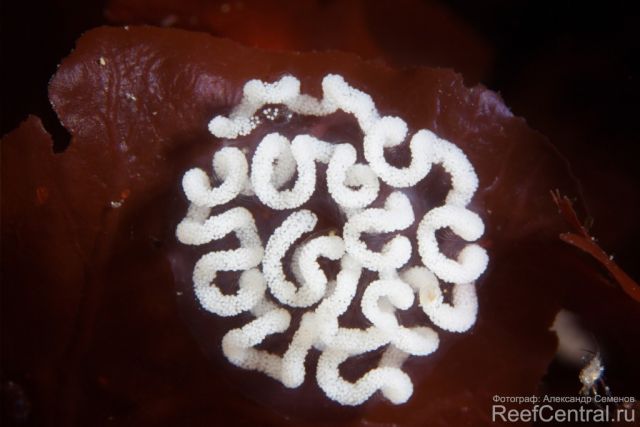 Dendronotus frondosus hatch