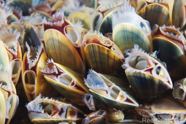 Mytilus edulis 3