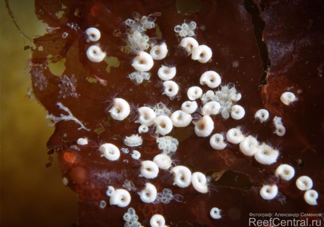 Spirorbis armoricana 2