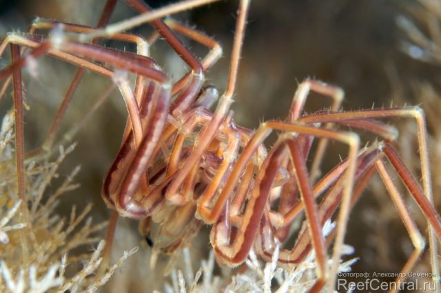 Nymphon grossipes copulation 2