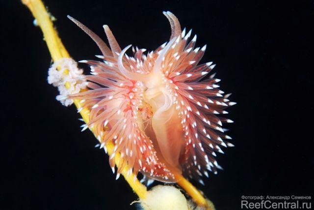 Coryphella polaris Z3