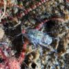 Unknown amphipod 8