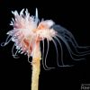 Tubularia indivisa And Coryphella polaris X1