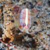 Unknown amphipod 9