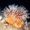 Unknown anemone 8