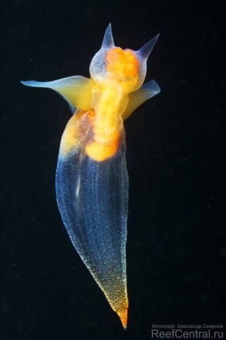 Clione limacina 4