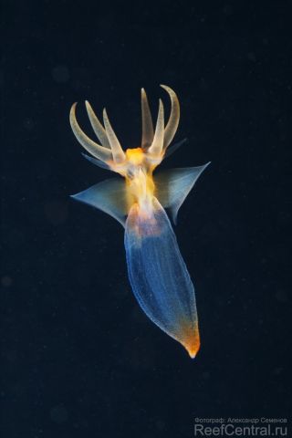 Clione limacina 3