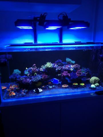 My new tank