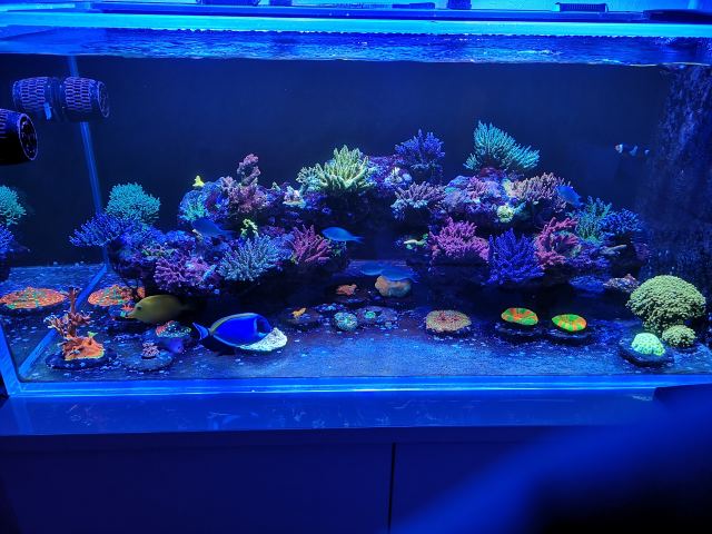 My new tank