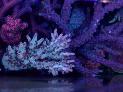 strawberry Shortcake acropora