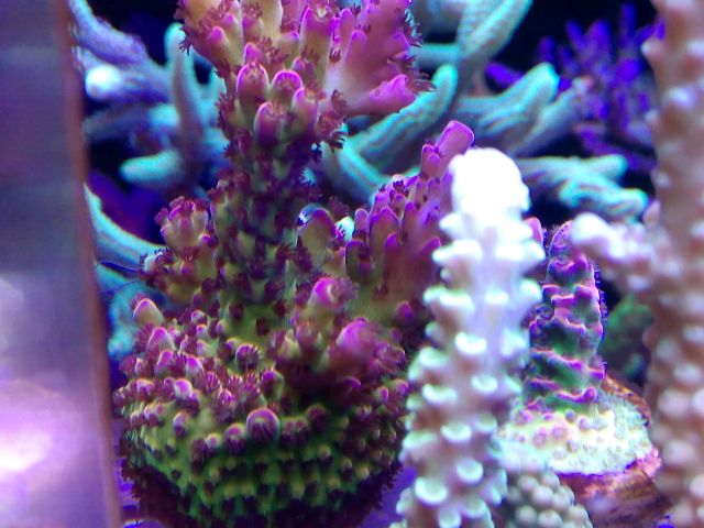 pc rainbow acropora