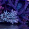 strawberry Shortcake acropora