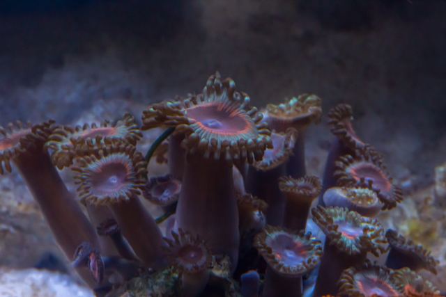 Sage Mode Zoa