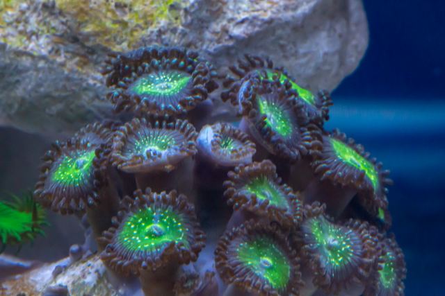 Apple Granny Smith Zoa