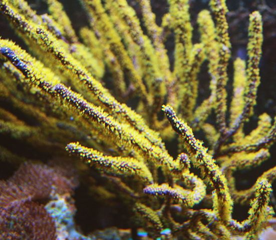 pseudopteragorgia yellow